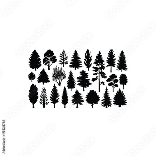 Black pine tree branches with green needles isolated on white background