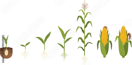 Corn Plant Growth Stages Vector Illustration Showing Seed Germination, Sprout Development, and Mature Maize Crop Lifecycle for Agriculture Education, Farming Concepts, and Botanical Design