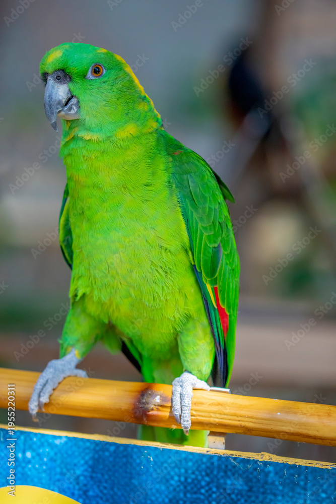 Obraz premium The Yellow-naped Amazon (Amazona auropalliata) is a vocal parrot from Central America, known for its yellow neck patch, intelligence, and strong mimicry abilities.