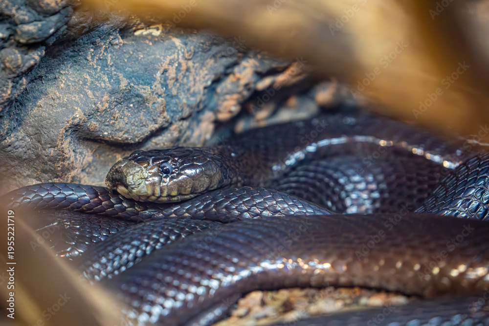 Fototapeta premium The black desert cobra (Walterinnesia aegyptia) is a highly venomous elapid from North Africa and the Middle East, known for its glossy black body, nocturnal habits, and potent neurotoxic venom.