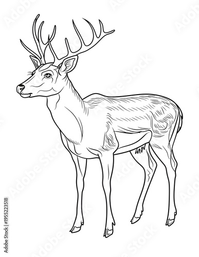 Animal Adults Coloring Pages, Animal Coloring Page, Animals Coloring Book, Animals Outline, Animals Lineart