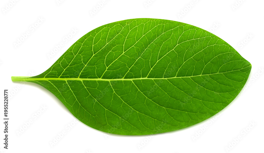 Obraz premium Fresh green leaf isolated on white background. Flat lay, top view. Nature concept