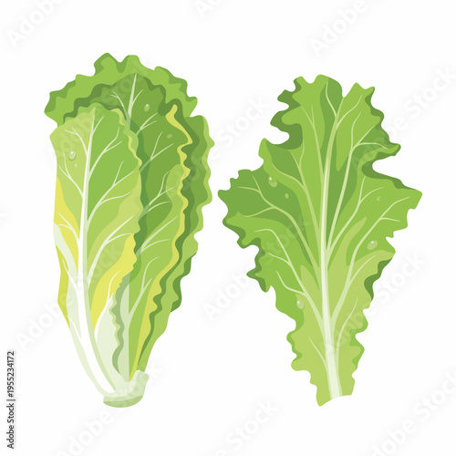 This image showcases a vibrant bunch of romaine lettuce alongside individual leaves, emphasizing their crisp texture and rich green color, perfect for healthy eating visuals.