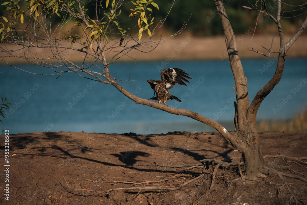 Fototapeta premium Hawk perched on tree branch near water, displaying black and brown feathers, representing predator vital to ecosystem, with kite like silhouette and natural background