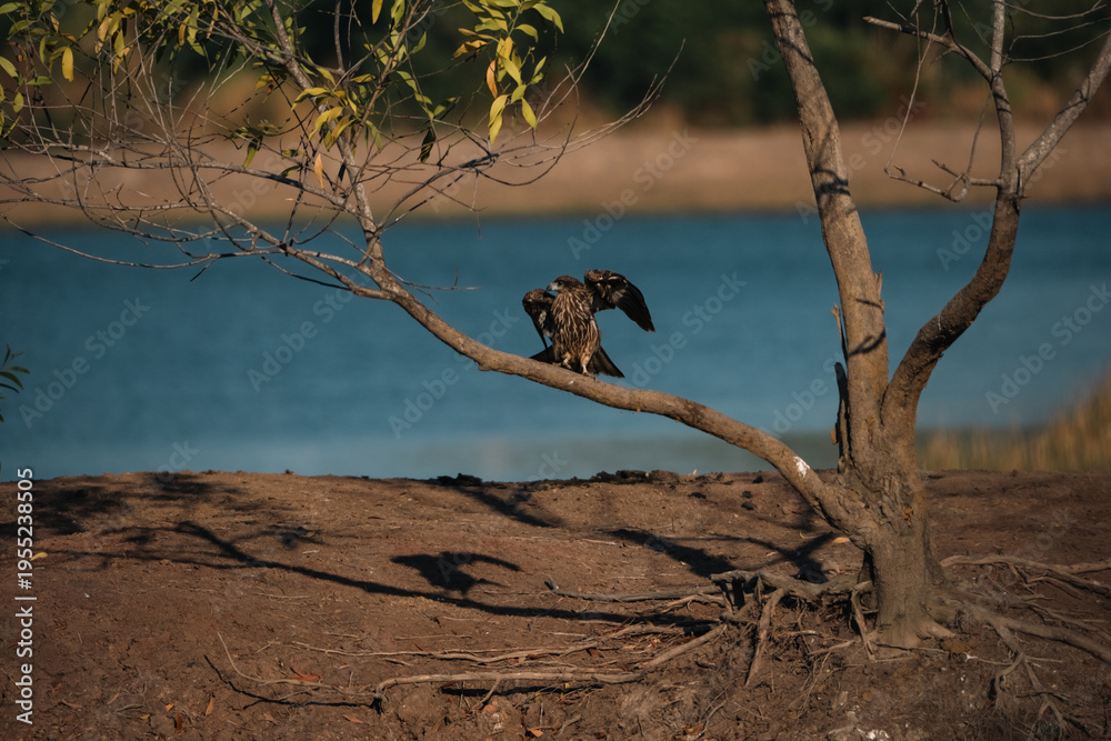 Fototapeta premium Hawk perched on tree branch near water, displaying black and brown feathers, representing predator vital to ecosystem, with kite like silhouette and natural background