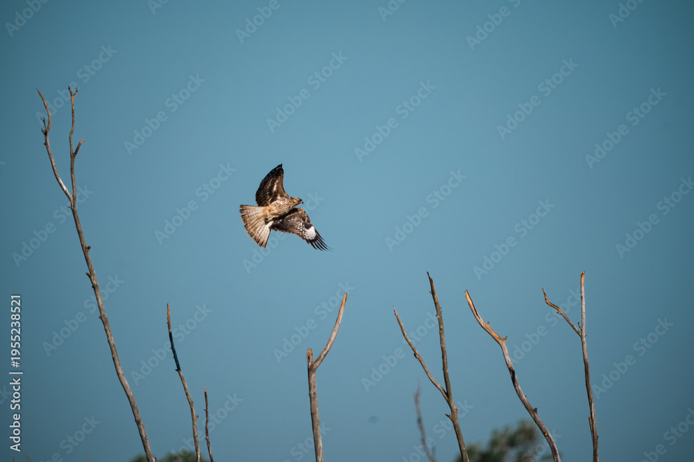 Obraz premium Hawk, predator, ecosystem, black, kite soar gracefully above dry tree branches under clear blue sky, showcasing balance of nature and role of raptor in wild