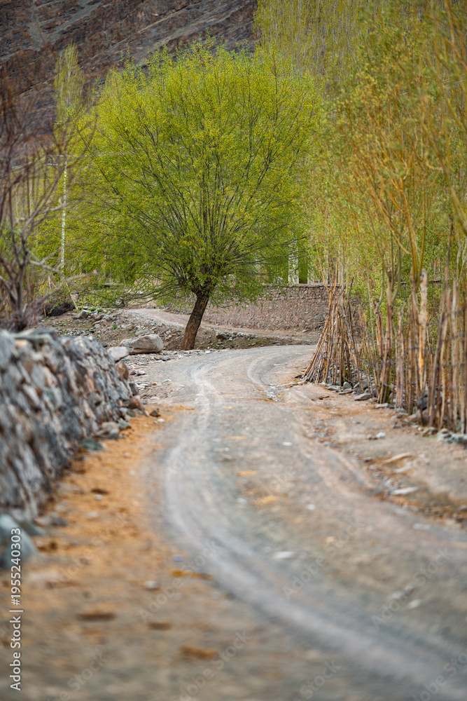 Fototapeta premium Leh Ladakh India travel tourist trip himalayan landscape features winding dirt road lined with stone walls and wooden fences leading to lush green tree in serene mountain setting