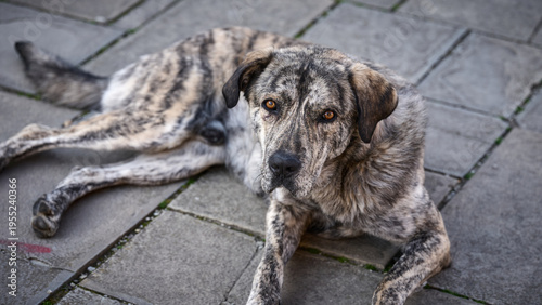Brindle stray dog lying on stone pavement
