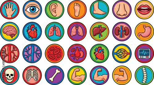 Human Anatomy and Internal Organs Vector Icon Set