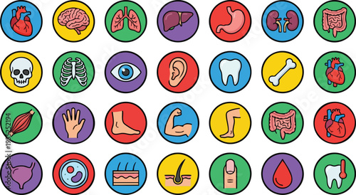 Comprehensive Human Anatomy and Internal Organ Vector Icon Set