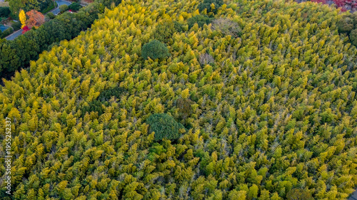 NOV 28 2025 Captures Sagano Bamboo Forest Pathway From Above