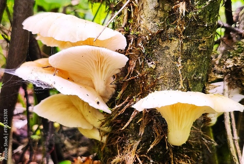 mushrooms in the forest