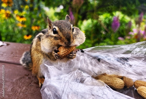 chipmunk eating nut