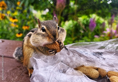 chipmunk  in the park