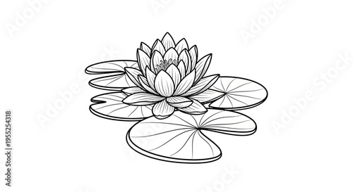 Line art black and white water lily with leaves illustration