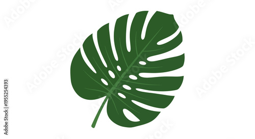 Green monstera deliciosa leaf on white background