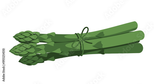 Fresh green asparagus tied bunch illustration on white background