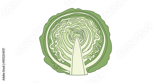 Fresh green cabbage head cross section with inner layers