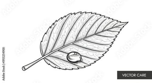Black and white line art illustration of a leaf with a water drop