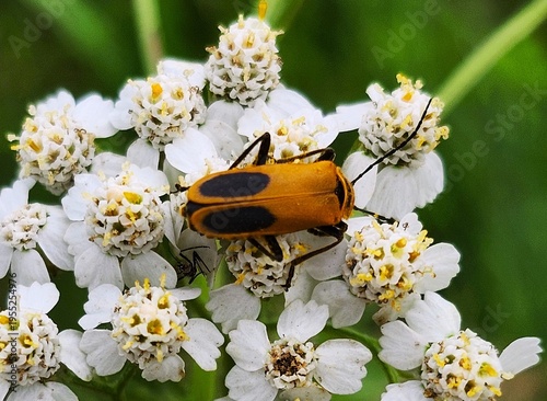 beetle on  a flower