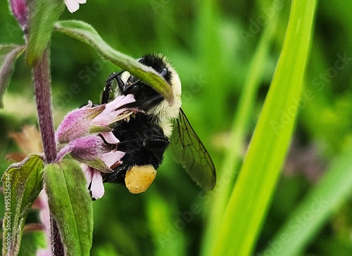 bumblebee on  a flower