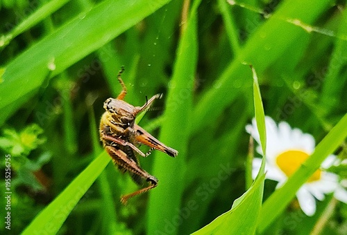 grasshopper on the grass