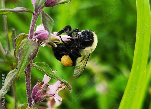 Bumblebee on a flower