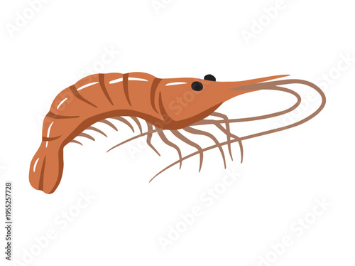 Shrimp Cartoon Illustration