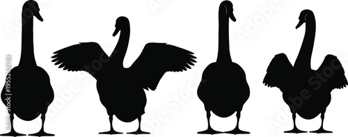 Swan silhouette set, elegant water bird standing and spreading wings, aquatic wildlife collection, cad drawing flat vector illustration, isolated.