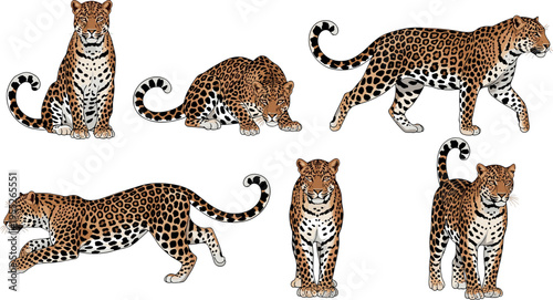 Leopard wild cat vector set detailed spotted big cat poses isolated wildlife animal collection