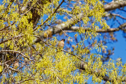 Migrating Cedar Waxwing perched in a Southern Catalpa tree in a residential area in Montgomery, Alabama.