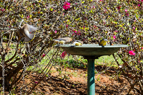 Group of miigrating Cedar Waxwing perched own a bird bath having a drink of water in a residential area in Montgomery, Alabama.