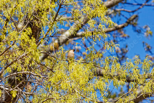 Migrating Cedar Waxwing perched in a Southern Catalpa tree in a residential area in Montgomery, Alabama.