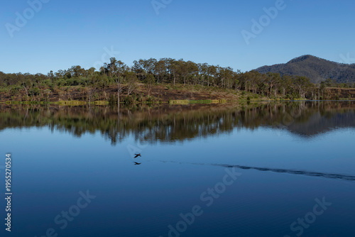 reflection of bird in the lake