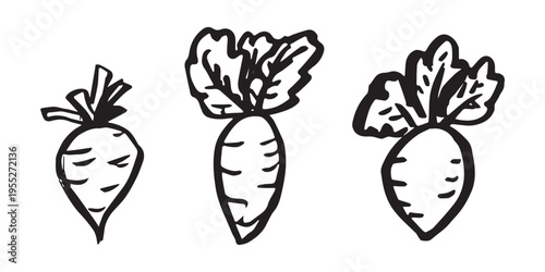 Hand drawn farm daikon radish beet beetroot plant with green leaves Fresh vegetable doodle set Healthy eco food Organic garden vegetarian food For design, print, packaging, decor, kids books