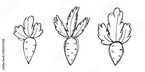 Hand drawn farm daikon radish beet beetroot plant with green leaves Fresh vegetable doodle set Healthy eco food Organic garden vegetarian food For design, print, packaging, decor, kids books
