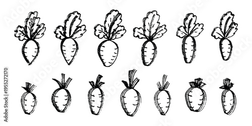 Hand drawn farm daikon radish beet beetroot plant with green leaves Fresh vegetable doodle set Healthy eco food Organic garden vegetarian food For design, print, packaging, decor, kids books