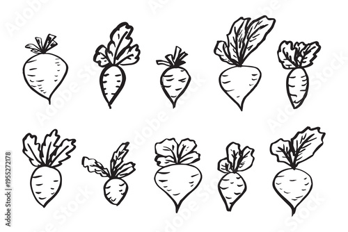 Hand drawn farm daikon radish beet beetroot plant with green leaves Fresh vegetable doodle set Healthy eco food Organic garden vegetarian food For design, print, packaging, decor, kids books