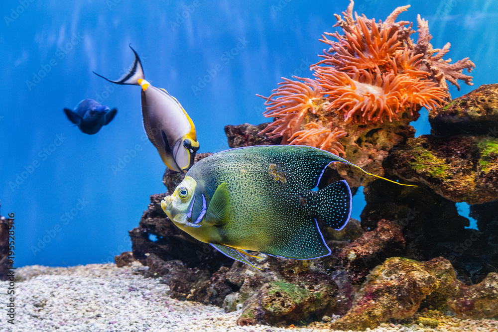 Fototapeta premium Pomacanthus semicirculatus or Zebra angelfish