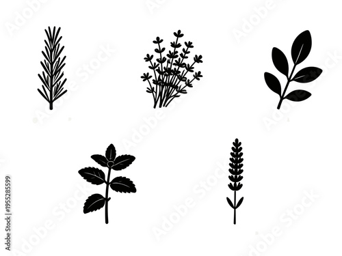 Five Different Types of Leaves and Stems are Illustrated