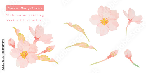 水彩で描いたかわいい桜の花のベクターイラスト素材