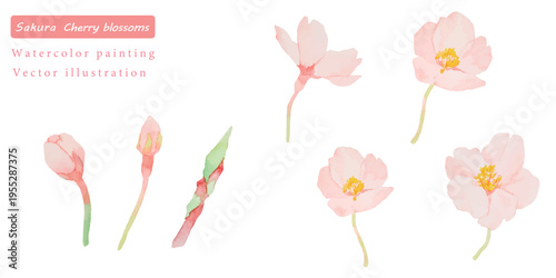 水彩で描いたかわいい桜の花のベクターイラスト素材