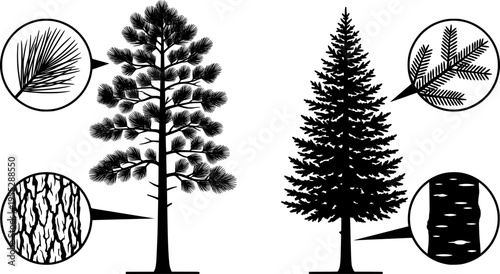 Tree trunk, coniferous tree, needle foliage, tree comparison, bark texture, nature illustration, botanical contrast, foliage layers, educational art, ecology study
