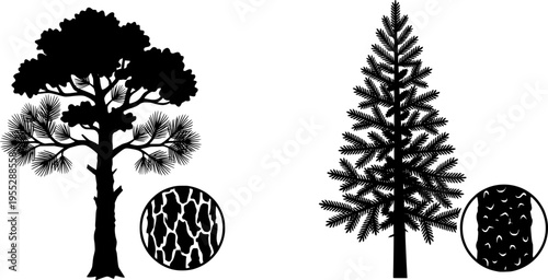 Tree trunk, coniferous tree, needle foliage, tree comparison, bark texture, nature illustration, botanical contrast, foliage layers, educational art, ecology study