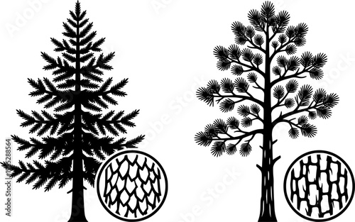 Tree trunk, coniferous tree, needle foliage, tree comparison, bark texture, nature illustration, botanical contrast, foliage layers, educational art, ecology study