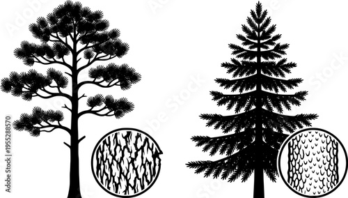 Tree trunk, coniferous tree, needle foliage, tree comparison, bark texture, nature illustration, botanical contrast, foliage layers, educational art, ecology study