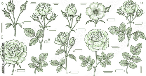 Hand-Drawn Black and White Rose and Flower Botanical Sketches with Leaves and Buds Vector Set