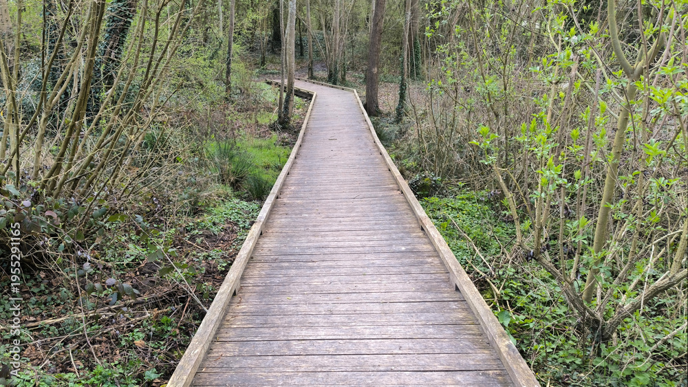 Fototapeta premium Elevated Wooden Boardwalk Pathway Through a Serene Forest with Early Spring Foliage