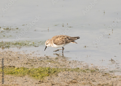 Photos Little Stint Bird Foraging Along a Quiet Lake Shore