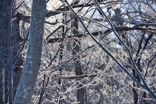 朝陽に輝く霜の枝